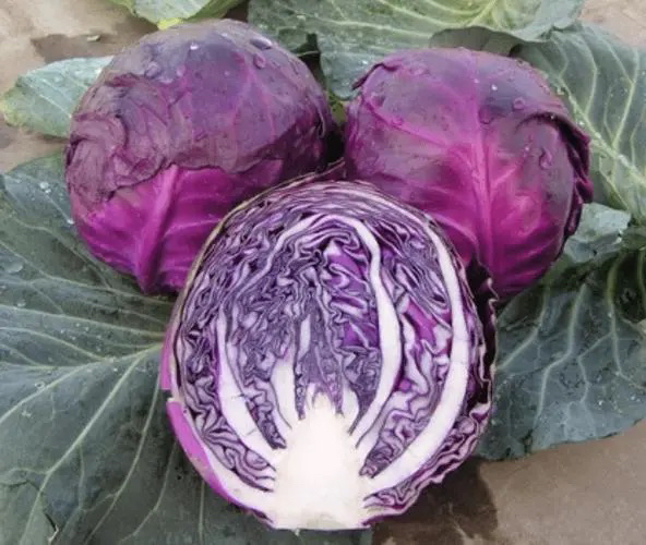 新鲜紫甘蓝榨汁过程,展示榨汁机与紫甘蓝原料 紫甘蓝榨汁喝有什么好处