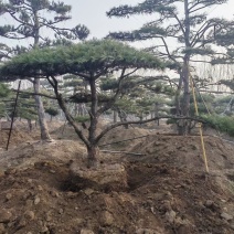 精品松树造型松基地直供品种齐全欢迎来电咨询