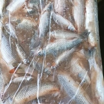 冻板饲料鱼鲫鱼10斤板有需要的老板吗？