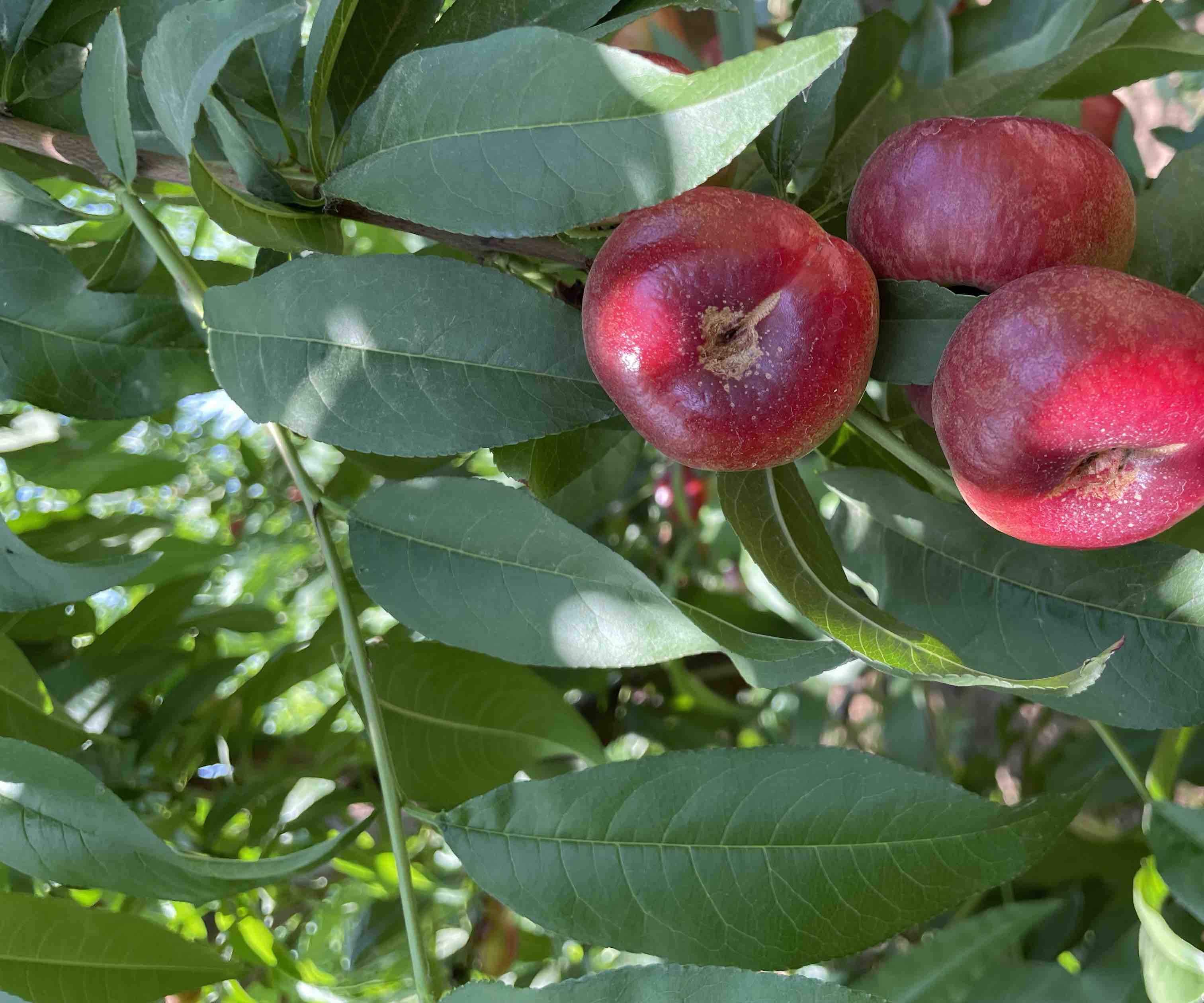 成熟的蟠桃挂满枝头