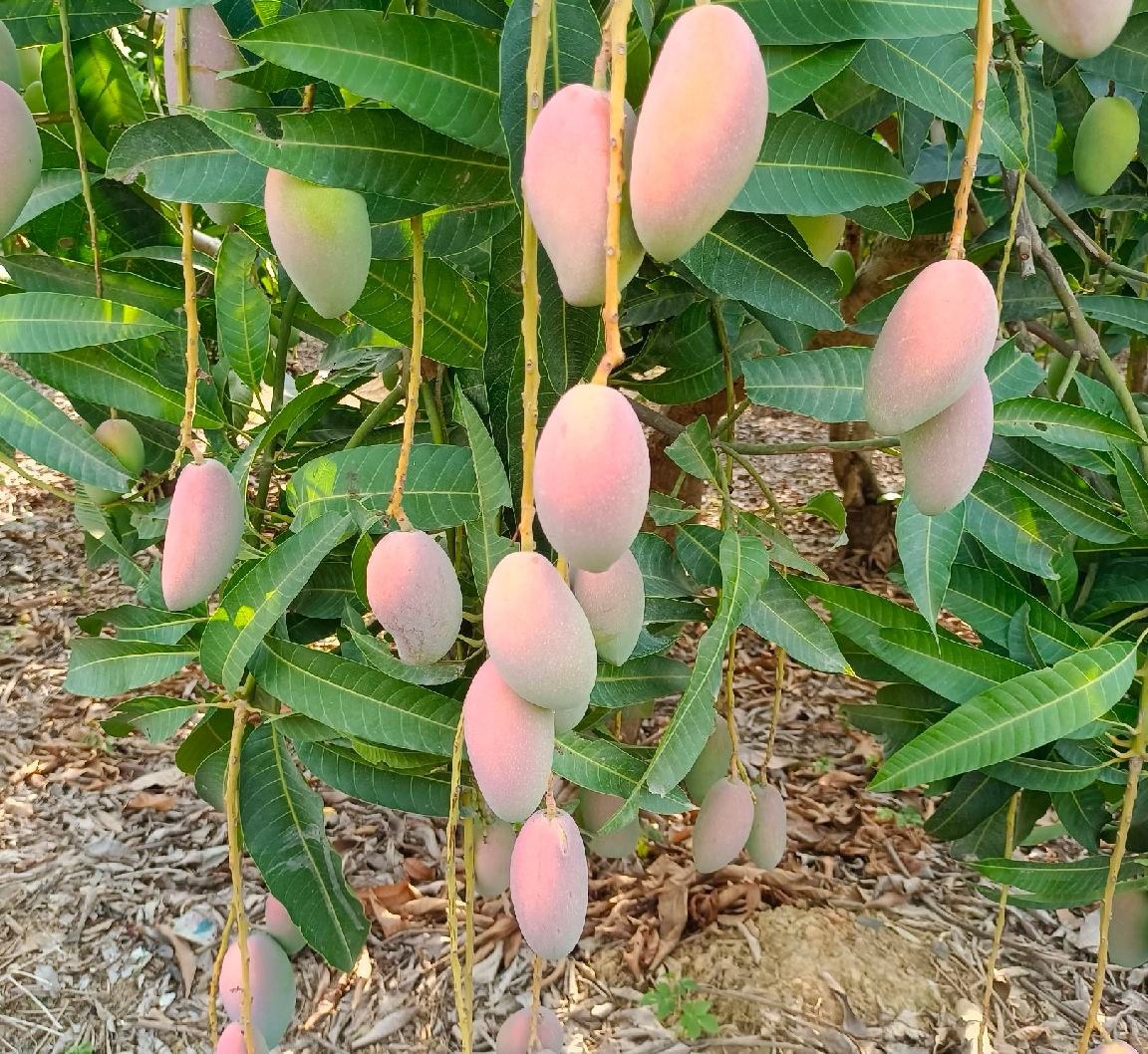贵妃芒果园种植场景