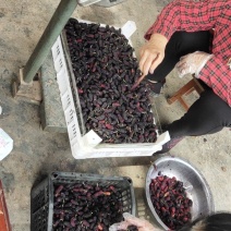 大量桑葚上市。承接果汁厂。酒厂。各种加工厂。保证货源充足