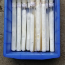 平菇广温母种！灰黑色菌株规格18mm×180mm试管母种