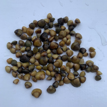 黄金河蚬，黄金蚬，代发，批发。专业发货成活没问题