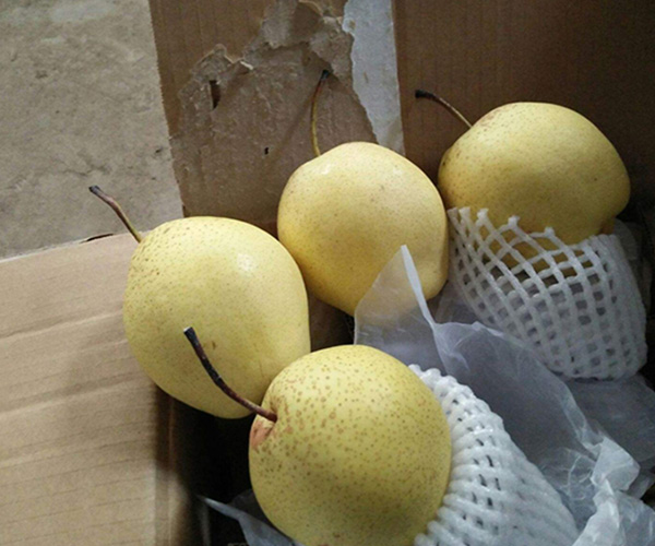 恩施黄金梨礼盒包装与切开剖面特写