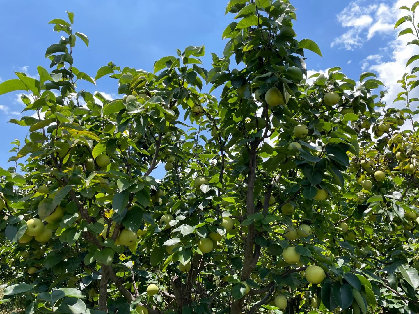 考密斯红梨果园实景