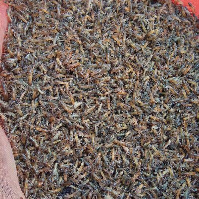 澳洲淡水小龙虾苗小青龙渔场直供红螯虾苗蓝龙虾苗