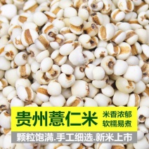 薏仁米薏米仁新货贵州大薏仁米可搭配谷杂粮粗粮油