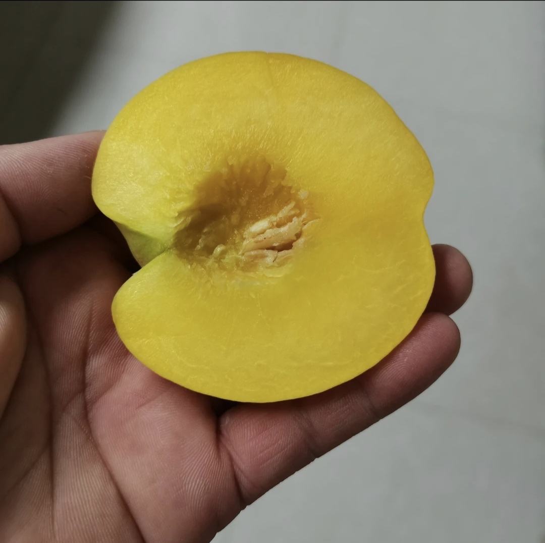 黄金冬桃果实特写