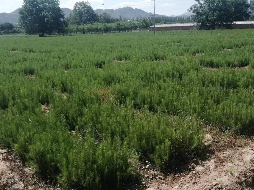 图片说明:左侧为未间伐的密集油松林,树木细弱、侧枝发达;右侧为科学间伐后的林分,主干通直、间距合理、光照充足,地面可见明显生长加速迹象,背景有技术人员正在测量胸径 油松间伐前后对比实景图