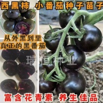 黑珍珠黑色小番茄苗特色黑色紫色圣女果苗富含花青素圣女果苗