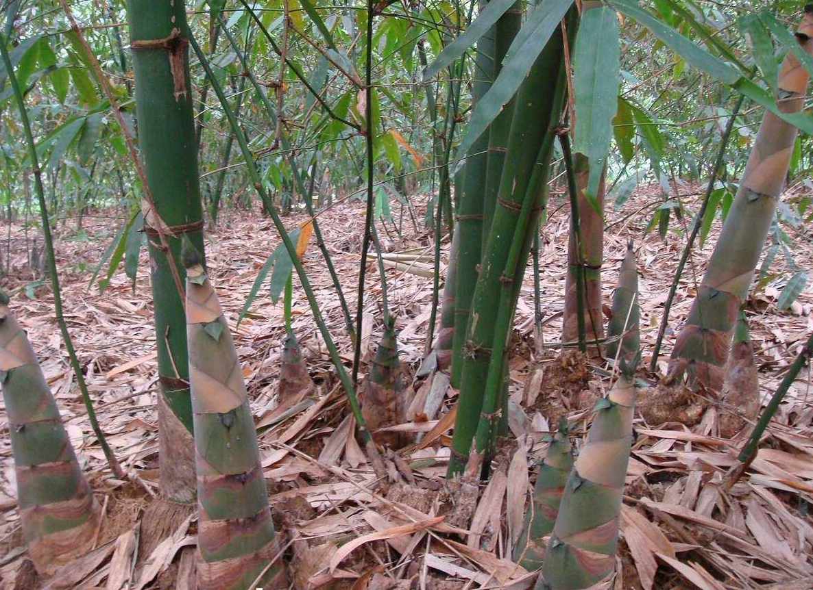 图片说明:左侧为绿竹植株,茎秆细直,节间较短;右侧为麻竹植株,茎秆粗壮,分枝多,叶片宽大。背景为典型的南方湿润山地竹林环境,地面覆盖腐殖质层,可见刚出土的浅褐色竹笋尖端破土而出。 绿竹与麻竹植株对比图