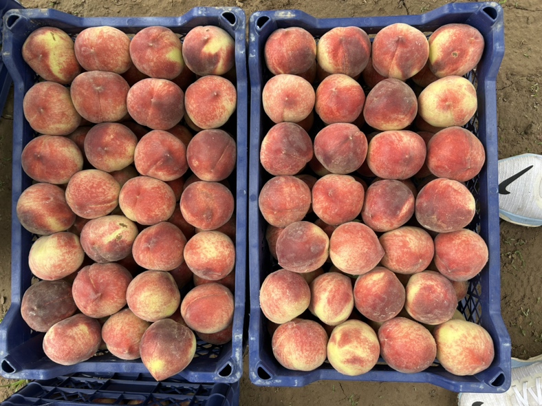 春雪脆桃果园管理与采摘现场