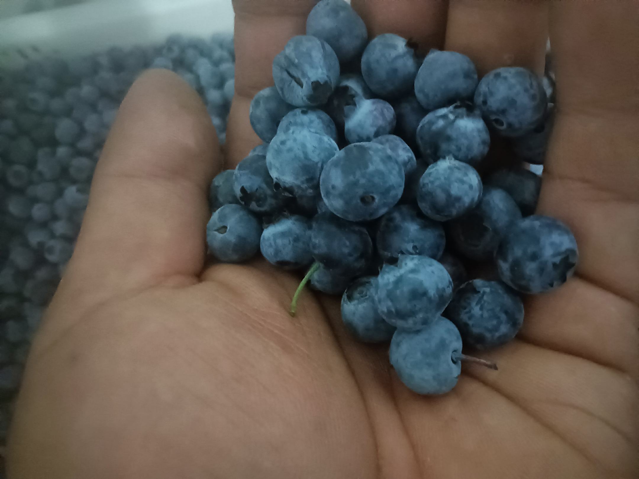 蓝莓与血糖控制的示意图