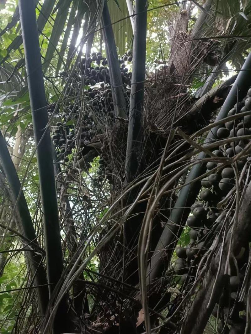 追风果药用图片