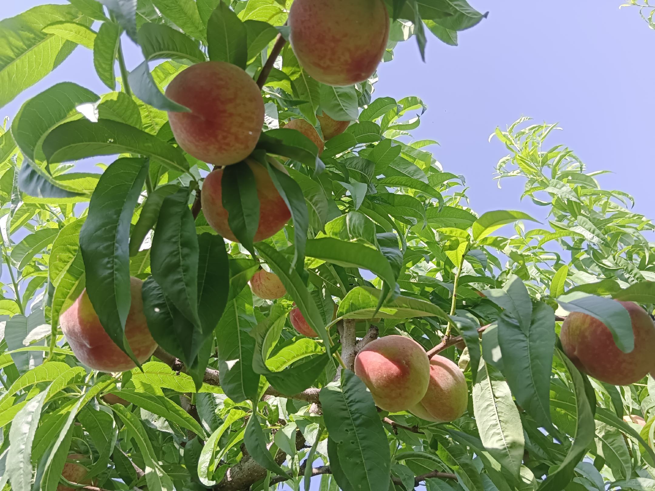 盛夏七月,阳光充沛的桃园中,枝头挂满红晕渐染、绒毛细密的成熟水蜜桃,果面泛着自然蜡质光泽,绿叶浓密,部分果实已微微下垂,呈现饱满多汁的典型夏季桃特征;地面可见少量自然落果与疏果残留,体现科学田间管理 桃园夏日丰收场景