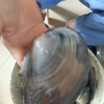 河蚌
