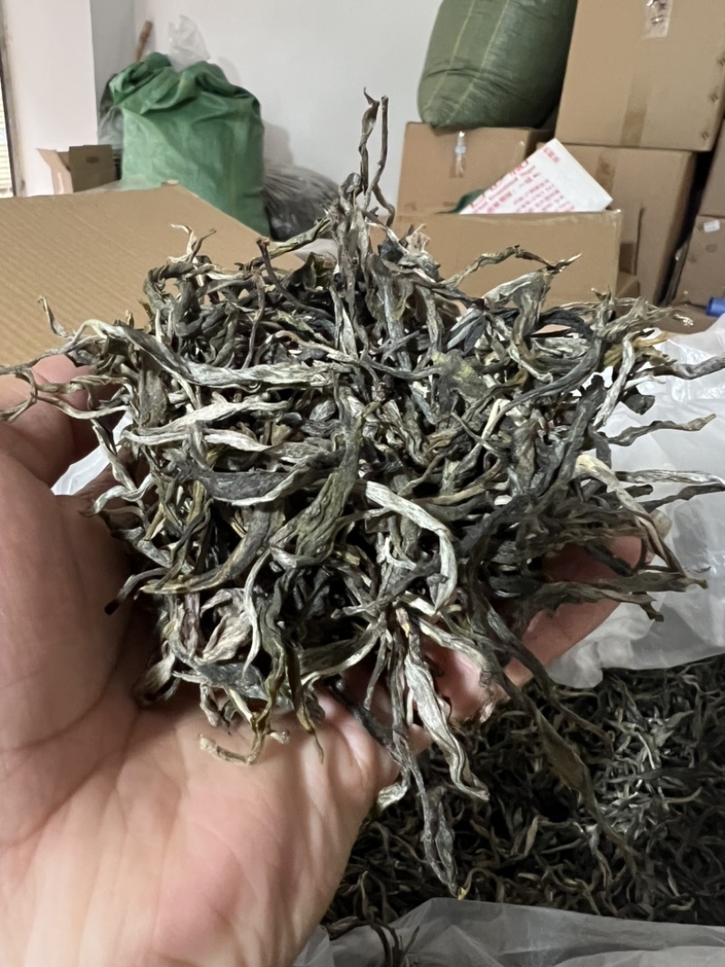 普洱生茶头春茶勐海茶散茶茶农自产自销20斤起包邮