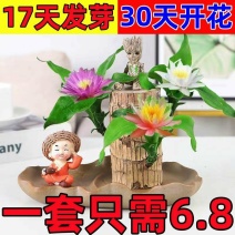 可开花巴西木养亲运盆栽室内四季长青驱蚊迷你绿植花卉盆栽
