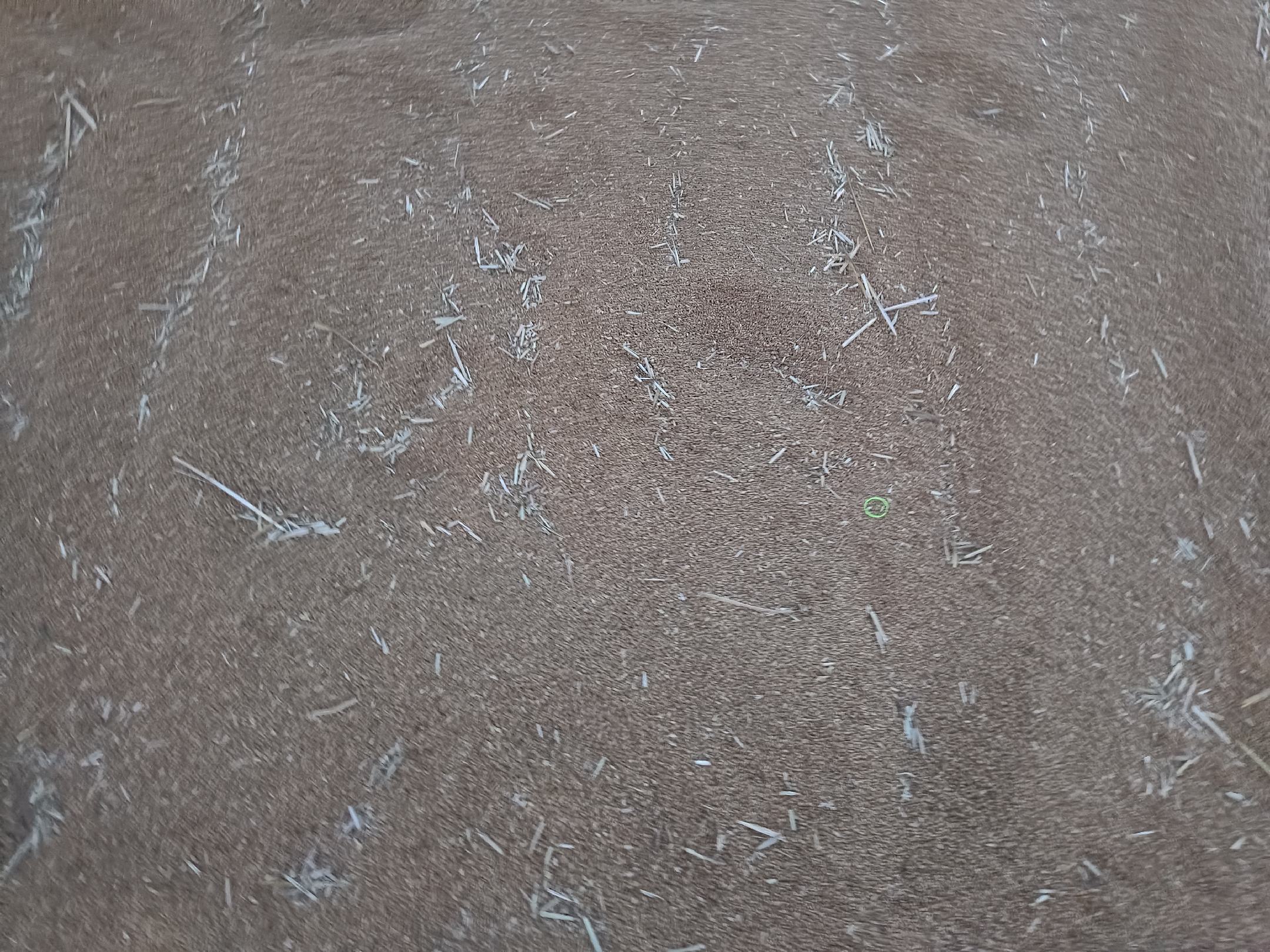 小麦的起源地
