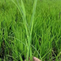 浙茭七号茭白苗茭白种苗早熟双季茭白