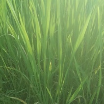 早熟双季高山茭白成活率高口感好净化水质茭白苗