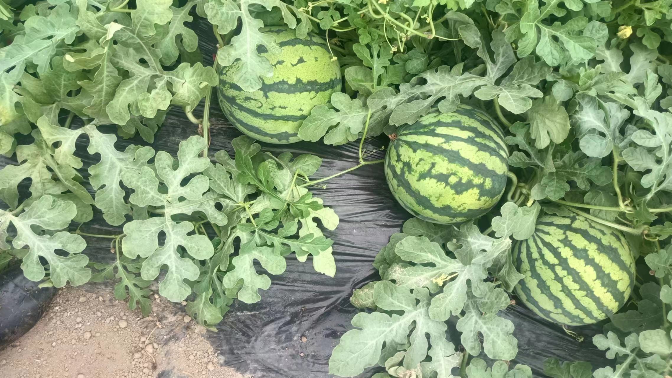 黄瓤无籽西瓜种植基地航拍图