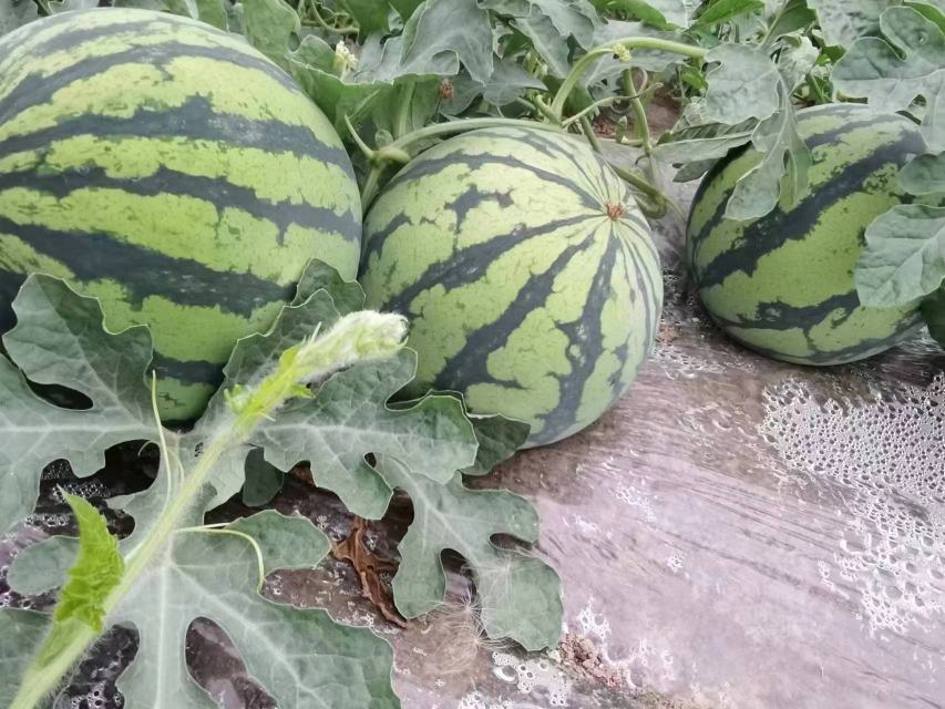 早佳8424西瓜的田间种植场景