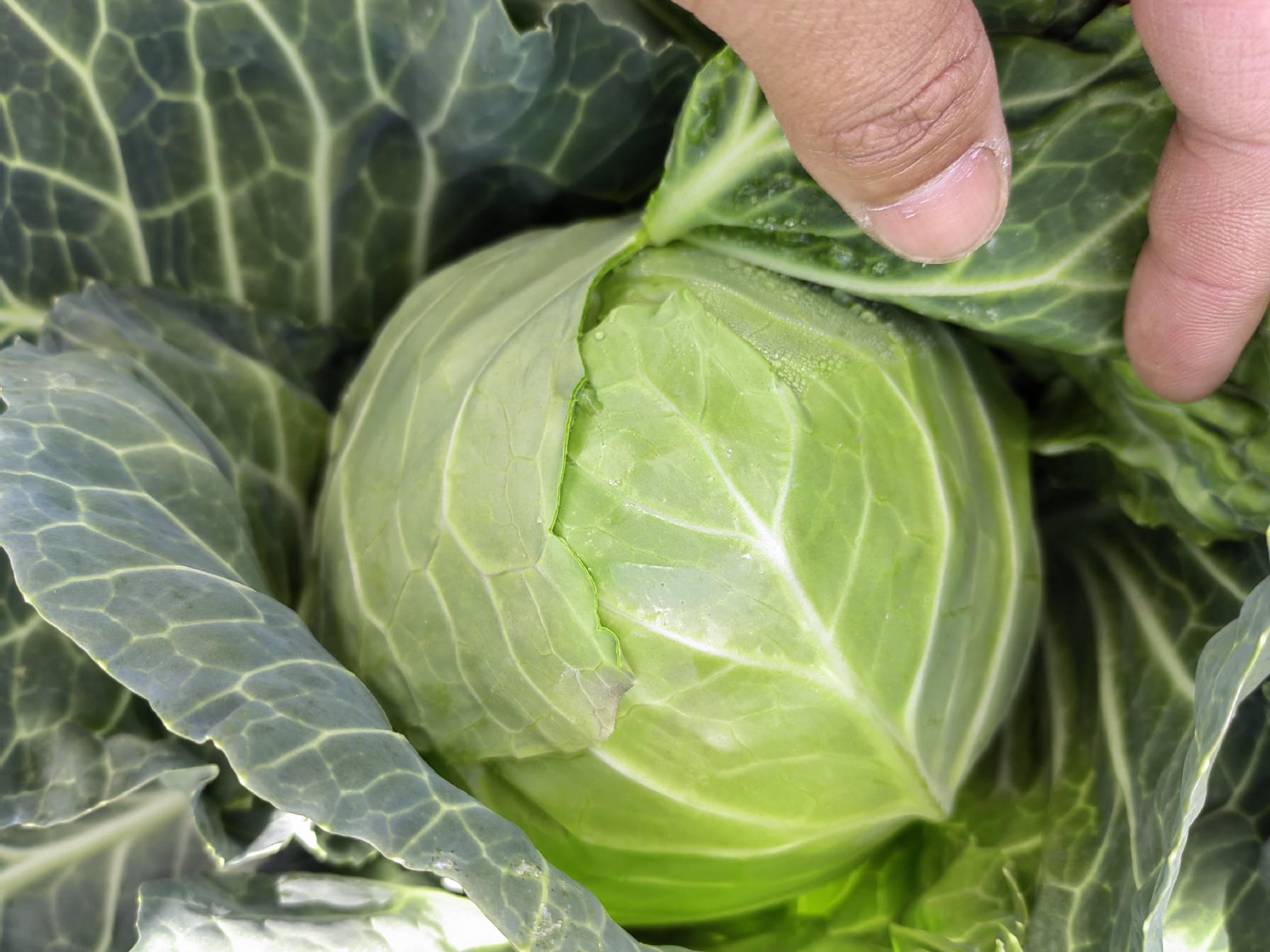 图片说明:一名农户在山野间采摘新鲜的人青菜,背景为自然田野环境,体现其野生特性 人青菜野外采摘场景