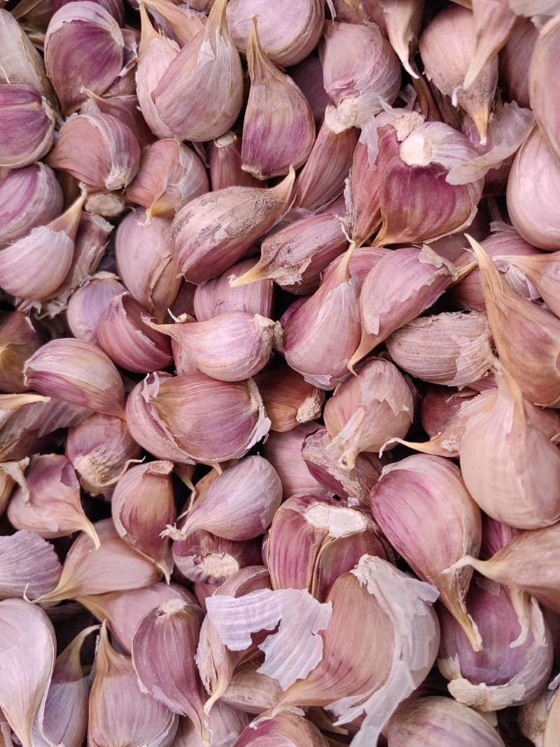 产地直销纯手工剥掰寒蒜苔蒜川蒜红根蒜苗子代发全国