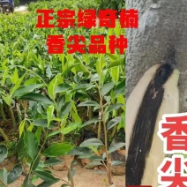 正宗绿奇楠香尖内熟品种