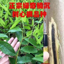 正宗绿奇楠树心棋内熟品种
