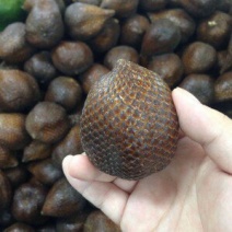 刚采摘好的蛇皮果