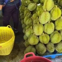 越南金枕榴莲产地直发关口直接大量现货价格优惠
