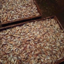 虾头，虾壳