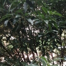 桂花树，丹桂，金桂，杜鹃小苗，桂花大中小都有