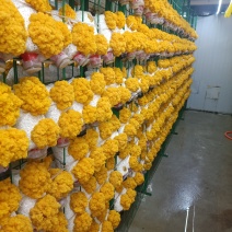 金耳菌大型种植基地，鲜品，干品，，支持一件代发，寻求线上商