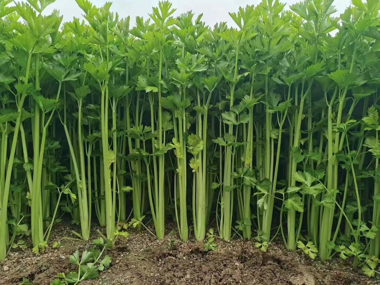 西芹籽粉末与水混合后的溶液