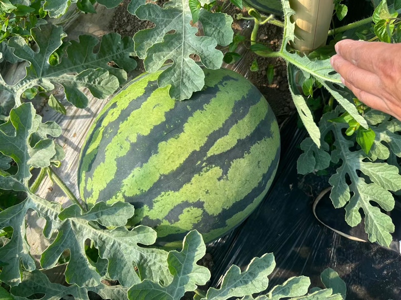 田间采摘中的甜王西瓜