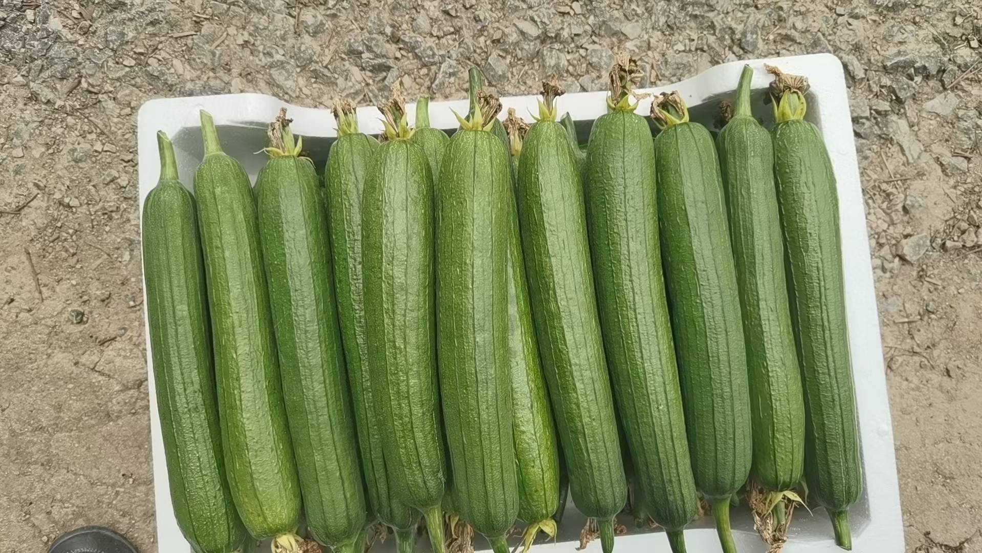 新鲜丝瓜与变黑丝瓜对比图