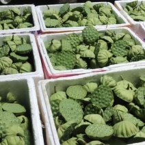 北京上海武汉西安新鲜水果莲蓬大量供应发货海南基地直供全国