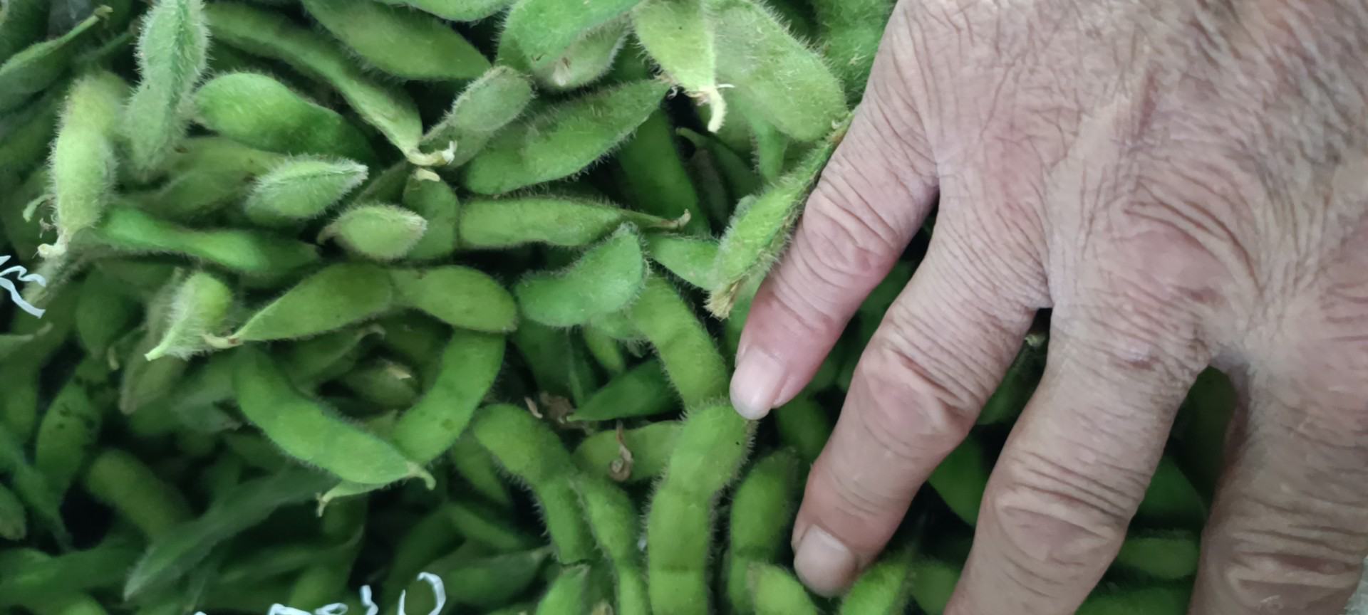 出锅装盘的苦扁豆成品图