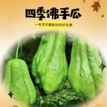 精品佛手瓜