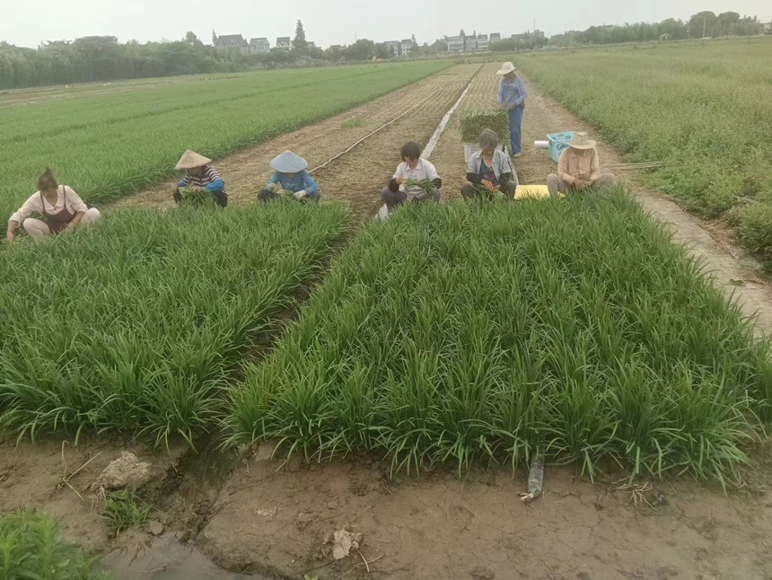 大叶韭菜田间种植图