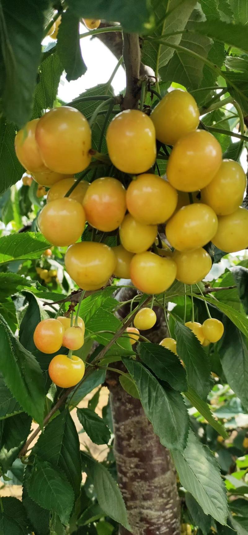 大连佳红黄樱桃