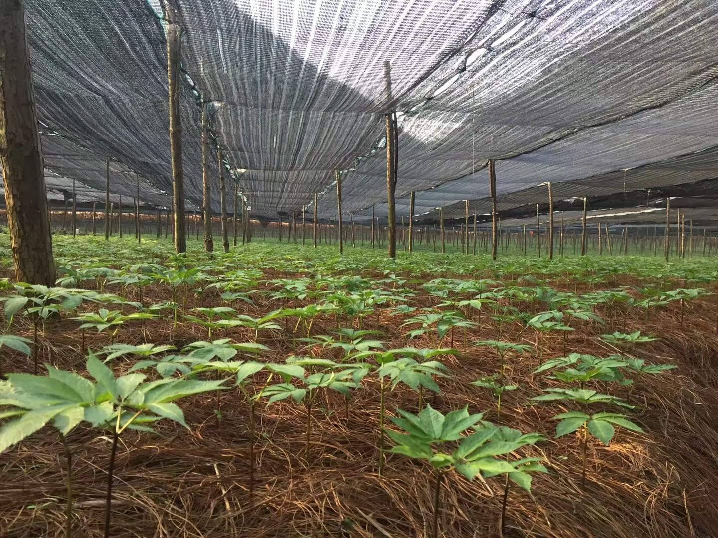 三七植物全株特写