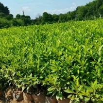 毛鹃泥土大杯，杜鹃杯苗，基地直供，现货现发，量大从优
