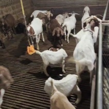 百草羊，纯放养杂交山羊：肉羊，种羊，羊羔