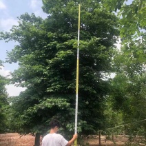 20/45分大幅木棉