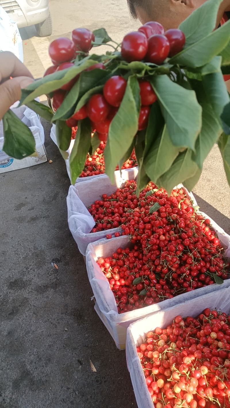 [樱桃批发]辽宁大连瓦房店市樱桃 5.